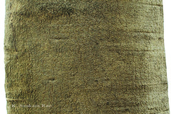 Gmelina arborea